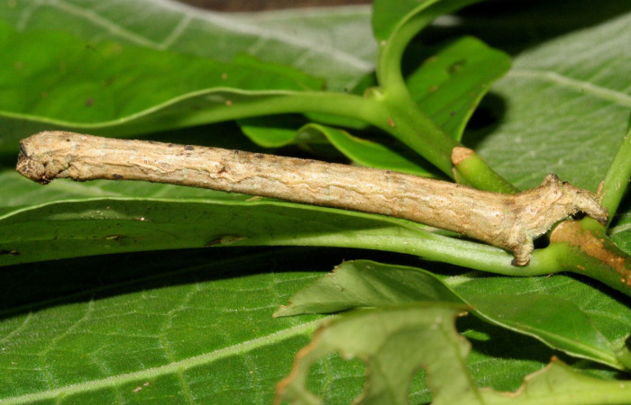 Fig. 5. Larva de <i>Ischnopteris</i> bryiferaDHJ01 (Goemetridae), comiendo <i>Securidaca sylvestris</i> (Polygalacea). Voucher: 12-SRNP-31036-DHJ485600.