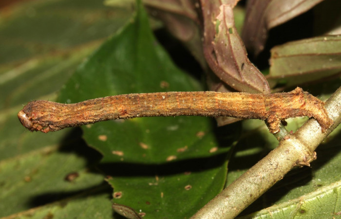 Fig. 6. Larva de <i>Ischnopteris</i> bryiferaDHJ01 (Goemetridae), comiendo <i>Drymonia serrulata</i> (Gesneriaceae). Voucher: 13-SRNP-30629-DHJ700758