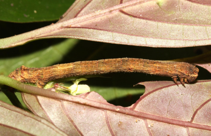 Fig. 8. Larva de <i>Ischnopteris</i> bryiferaDHJ01 (Goemetridae), comiendo <i>Drymonia serrulata</i> (Gesneriaceae). Voucher: 13-SRNP-30629-DHJ700763.