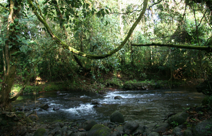 Fig. 1.Sitio de colectas de larvas de <i>Ischnopteris</i> bryiferaDHJ01, margen Río las Haciendas, Sector Brasilia.