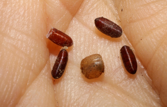 Figura 16. Detalle de exuvia de parásito <i>Ceromya</i> Janzen04 de la familiaTachinidae, que atacan larva de <i>Hemiceras corema</i>. (07-SRNP-24199-DHJ469276.)