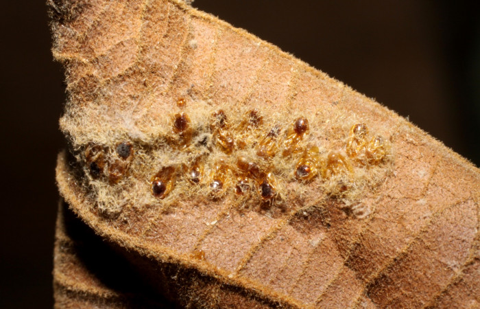 Figura 18. Detalle  de parásito <i>Euplectrus xiomarae</i> de la familia Eulophidae, que atacan larva de <i>Hemiceras corema</i>, (07-SRNP-24257-DHJ469277).