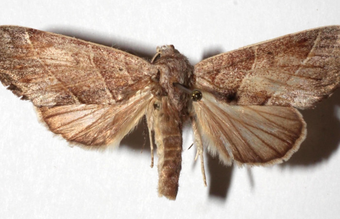 Figura 3. Adulto de <i>Hemiceras indistans</i>, vista dorsal. (17-SRNP-45995-DHJ932930).