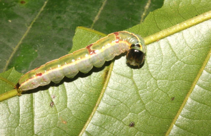 Figura 6. Larva de <i>Hemiceras indistans</i>, vista lateral en penúltimo estadio.  (18-SRNP-26698-DHJ731631)