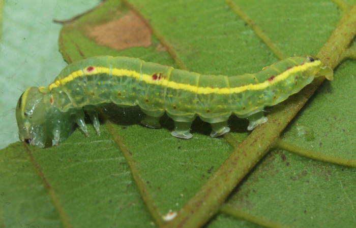 Figura 7. Larva de <i>Hemiceras indistans</i>, vista lateral  en penúltimo estadio.  (18-SRNP-45684-DHJ718826)