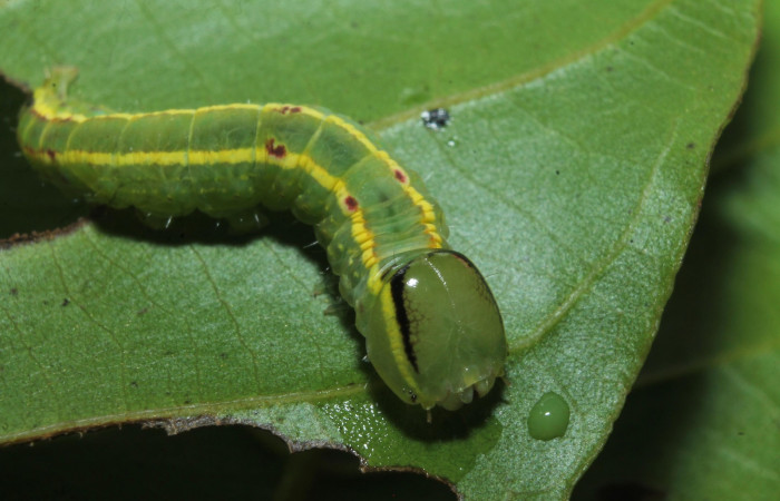Figura 8. Larva de <i>Hemiceras indistans</i>, detalle de cabeza en penúltimo estadio.  (18-SRNP-45684-DHJ718828)