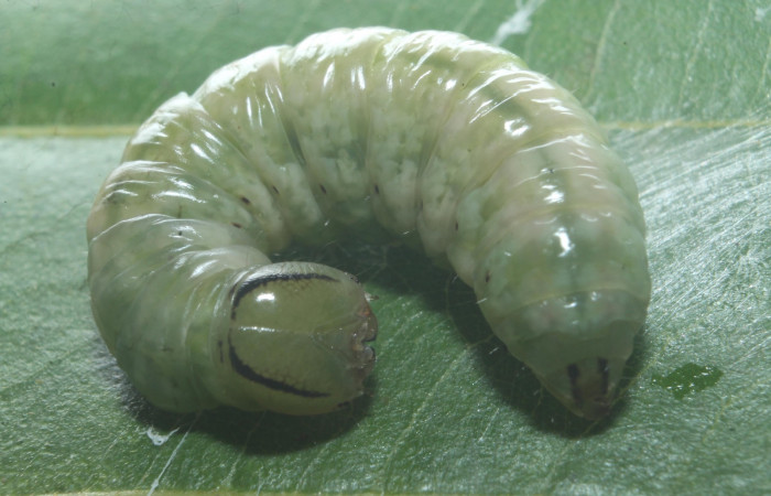 Figura 13. Prepupa de <i>Hemiceras indistans</i>. vista dorsal  (18-SRNP-45684-DHJ718862).