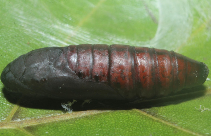 Figura 14.pupa de <i>Hemiceras indistans</i>. vista lateral  (18-SRNP-45684-DHJ718911).
