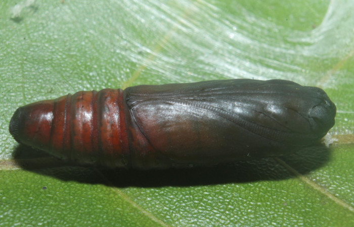 Figura 15.pupa de <i>Hemiceras indistans</i>. vista dorsal  (18-SRNP-45684-DHJ718914).