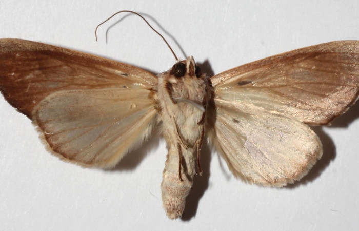 Figura 4. Adulto de  <i>Hemiceras indistans</i>, vista ventral. (18-SRNP-45684-DHJ940885).