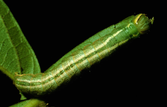 Figura 9. Larva de <i>Hemiceras corema</i> , vista dorsal en último estadio.  (93-SRNP-7161-DHJ27167).