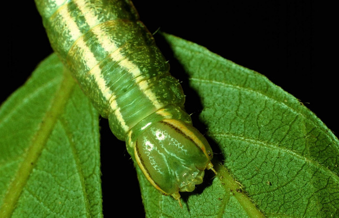 Figura 10. Larva de <i>Hemiceras corema</i>, vista dorsal en último estadio.  (93-SRNP-7161-DHJ27170).