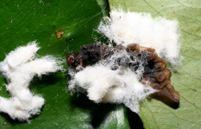 Figura 12. Capullos <i> Hypomicrogaster rugosus</i> (Braconidae),parásito en la larva <i> Udranomia tomdaleyi</i>, en la planta <i>Ouratea prominens</i> (Ochnaceae). (10-SRNP-32241-DHJ477259.jpg).