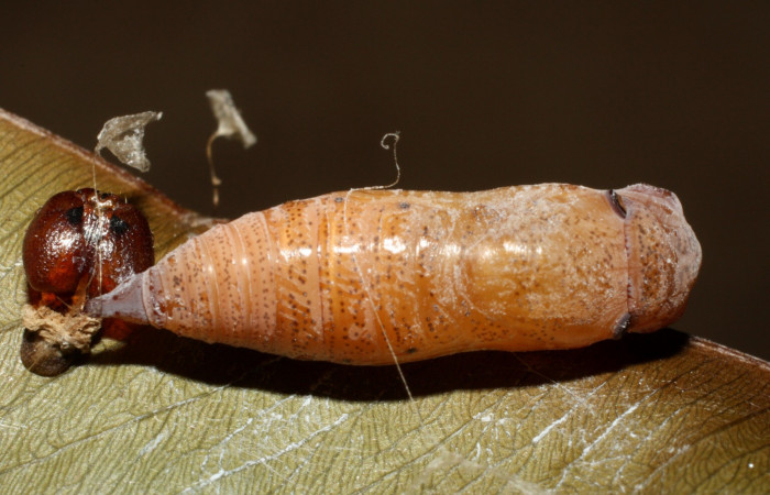 Figura 14. Pupa dorsal entero <i>Udranomia tomdaleyi</i>, (Hesperiidae). (14-SRNP-35373-DHJ490796.jpg).