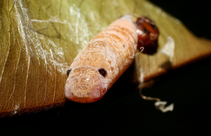 Figura 15. Pupa dorsal tórax <i>Udranomia tomdaleyi</i>, (Hesperiidae). (14-SRNP-35373-DHJ490797.jpg).