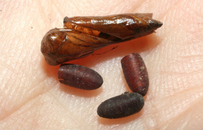 Figura 16. Capullos <i>Winthemia</i> Wood19DHJ01 (Tachinidae),parásito en la larva <i> Udranomia tomdaleyi</i>, en la planta <i>Ouratea lucens</i> (Ochnaceae). (08-SRNP-55988-DHJ462566.jpg).