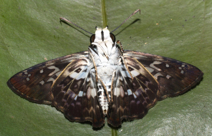 Figura 18. Adulto <i>Udranomia tomdaley</i> (Hesperiidae), posición vista ventral. (14-SRNP-20541-DHJ710194).