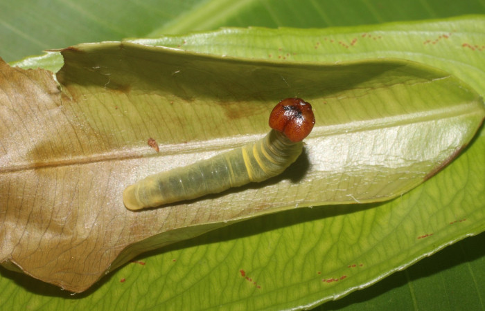 Figura 19. Dorsal entero <i>Udranomia tomdaleyi</i>, (Hesperiidae), en la planta <i>Ouratea lucens</i> (Ochnaceae). Sector Pailas, PL12, (elevación 752 metros). Colectada 19 junio 2014. (14-SRNP-56397-DHJ492218.jpg).