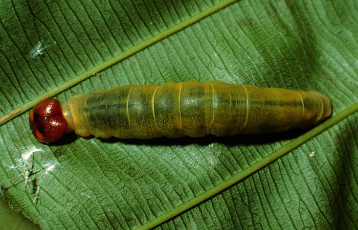 Figura 20. Dorsal entero <i>Udranomia</i> kikkawaiDHJ02, (Hesperiidae), en la planta <i>Cespedesia spathulata</i> (Ochnaceae). Sector Rincon Rain Forest, Sendero Rincon, (elevación 430 metros). Colectada 3 mayo 2002. (02-SRNP-7147-DHJ66180.jpg).