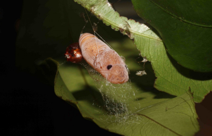 Figura 21. Pupa de frente <i>Udranomia tomdaleyi</i>, (Hesperiidae). (114-SRNP-12523-DHJ802731.jpg).
