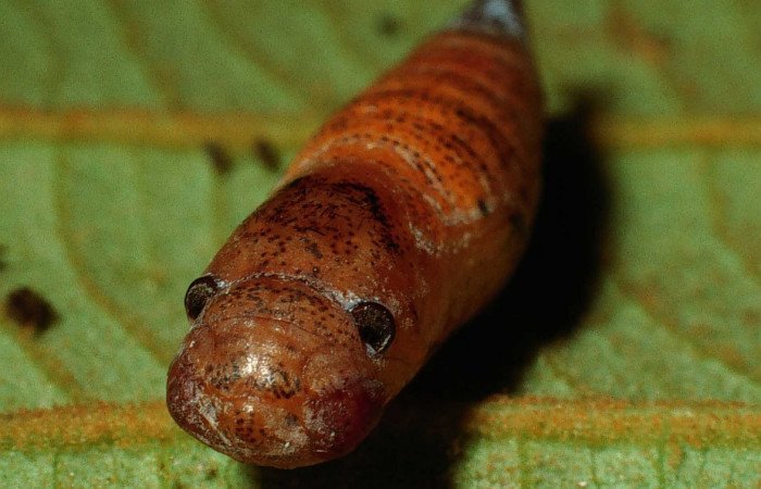 Figura 22. Pupa de frente <i>Udranomia</i> kikkawaiDHJ02, (Hesperiidae). (02-SRNP-2935-DHJ65670.jpg).