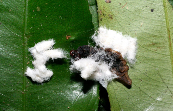 Figura 23. Capullos <i> Hypomicrogaster rugosus</i> (Braconidae),parásito en la larva <i> Udranomia tomdaleyi</i>, en la planta <i>Ouratea prominens</i> (Ochnaceae). (10-SRNP-32241-DHJ477261.jpg).