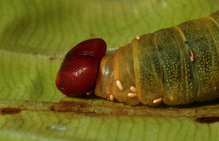 Figura 24. Capullos <i>Winthemia</i> Wood19DHJ01 (Tachinidae), parásitos en la larva <i> Udranomia</i> kikkawaiDHJ02, en la planta <i>Cespedesia spathulata</i> (Ochnaceae). (03-SRNP-10890-DHJ75467.jpg).