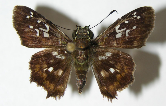 Figura 25. Adulto <i>Udranomia tomdaley</i> (Hesperiidae), posición vista dorsal. (00-SRNP-2831-DHJ340552.jpg).