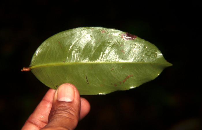 Figura 29. Planta hospedera posición hoja envés, <i>Ouratea lucens</i> (Ochnaceae), de <i> Udranomia tomdaley</i>, (Hesperiidae). Foto, Adrian Guadamuz. 1 junio 2022.