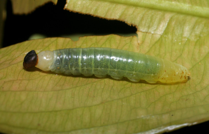 Figura 2. Lateral entero <i>Udranomia tomdaleyi</i>, (Hesperiidae), en la planta <i>Ouratea lucens</i> (Ochnaceae). Sector El Hacha, Estación Los Almendros, (elevación 290 metros). Colectada 27 mayo 2008. (08-SRNP-21281-DHJ438195.JPG).