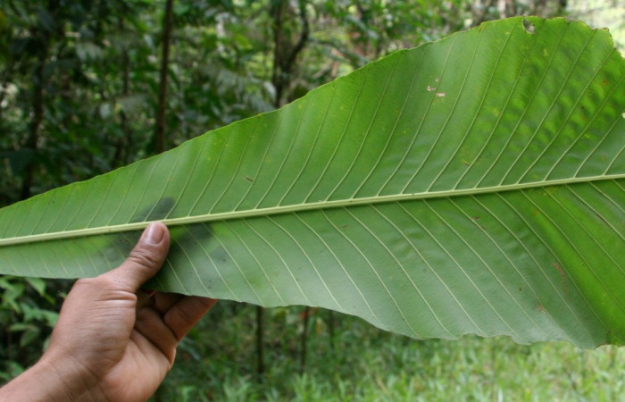Figura 31. Posición hoja envés, <i>Cespedesia spathulata</i> (Ochnaceae), de <i> Udranomia</i> kikkawaiDHJ02, (Hesperiidae). Foto, Jorge Hernández. 16 abril 2014.
