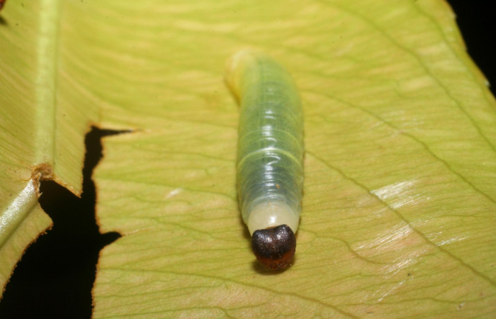 Figura 3. Cabeza <i>Udranomia tomdaleyi</i>, (Hesperiidae), en la planta <i>Ouratea lucens</i> (Ochnaceae). Sector El Hacha, Estación Los Almendros, (elevación 290 metros). Colectada 27 mayo 2008. (08-SRNP-21281-DHJ438197.JPG).