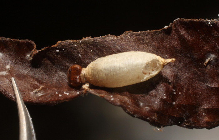Figura 4. Larva parasitada <i>Udranomia tomdaleyi</i>, (Hesperiidae), por Hyposoter HYP-04A de la familia Ichneumonidae. Sector San Cristobal, Bosque Transición, (elevación 540 metros). Colectada 17 mayo 2011. (11-SRNP-2039-DHJ800455.JPG).