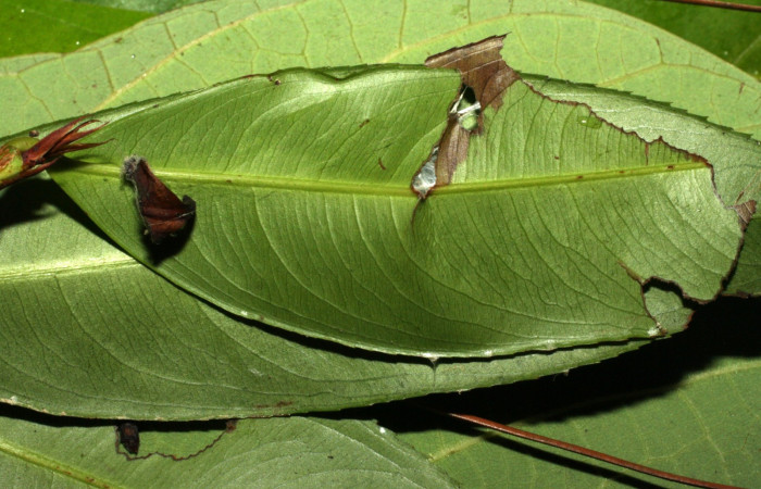 Figura 5. Casita de la larva <i>Udranomia tomdaleyi</i>, (Hesperiidae), en la planta <i>Ouratea lucens</i> (Ochnaceae). Sector Cacao, Quebrada Otilio, (elevación 550 metros). Colectada 26 junio 2014. (14-SRNP-35373-DHJ490769.jpg).
