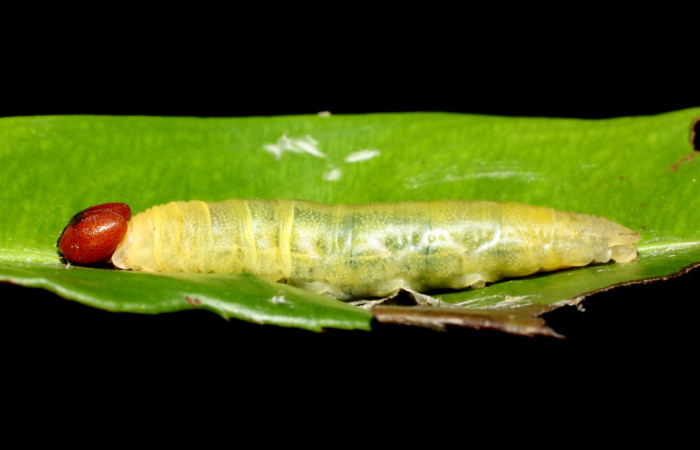 Figura 9. Lateral entero <i>Udranomia tomdaleyi</i>, (Hesperiidae), en la planta <i>Ouratea lucens</i> (Ochnaceae). Sector Cacao, Quebrada Otilio, (elevación 550 metros). Colectada 19 junio 2014. (14-SRNP-35373-DHJ490770.jpg).