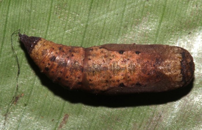 Figura 9. Pupa en posición dorsal de <i>Simopteryx</i> torquatariaDHJ02 (Geometridae). Sector Pitilla, Sendero Laguna. Voucher 18-SRNP-31147-DHJ745696.jpg.