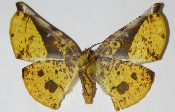  Adulto en posición ventral de <i>Simopteryx</i> torquatariaDHJ02 (Geometridae). Sector San Cristóbal, Sendero Corredor. Voucher 04-SRNP-2245-DHJ326207.