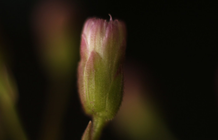 Figura. 10 Boton lateral, <i>Heterocondylus Vitalbae</i>, (Asteraceae). Area de Conservación Guanacaste, Sector Rincón Rain Forest, Cafecito, (elevación 410 metros), colectada el 6 de junio 2022. Foto, Jorge Hernández.