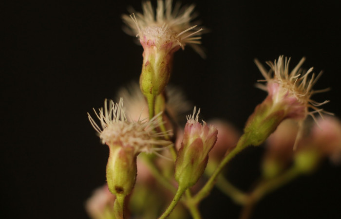 Figura. 11 Flores laterales, <i>Heterocondylus Vitalbae</i>, (Asteraceae). Area de Conservación Guanacaste, Sector Rincón Rain Forest, Cafecito, (elevación 410 metros), colectada el 6 de junio 2022. Foto, Jorge Hernández.