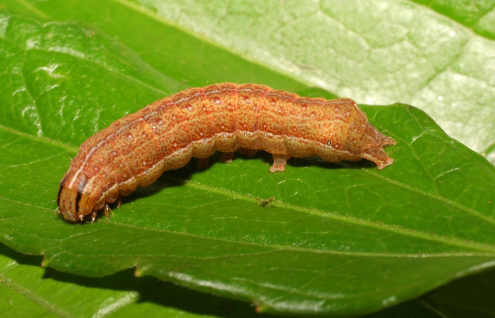 Figura. 12 Larva <i>Perigea</i> lineataDHJ02 (Erebidae), posición dorsal entero alimentándose en <i>Herocondylus vitalbae</i>, (Asteraceae). (07-SRNP-65510-DHJ429470.jpg).