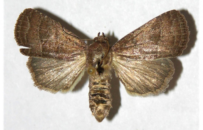Figura. 13 Adulto <i>Perigea</i> lineataDHJ02 (Noctuidae), posición vista dorsal entero. (01-SRNP-5906-DHJ321314).
