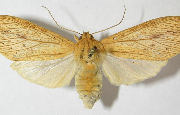 Figura. 15 Adulto <i>Leucanopsis polyodonta</i> (Erebidae), posición vista dorsal entero. (11-SRNP-41697-DHJ543978).
