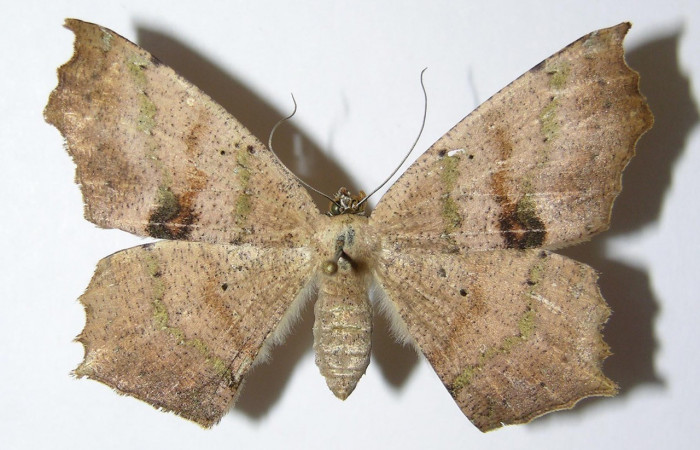 Figura. 17 Adulto <i>Paragonia</i> tasimaDHJ03 (Geometridae), posición vista dorsal entero. (04-SRNP-32794-DHJ325874).
