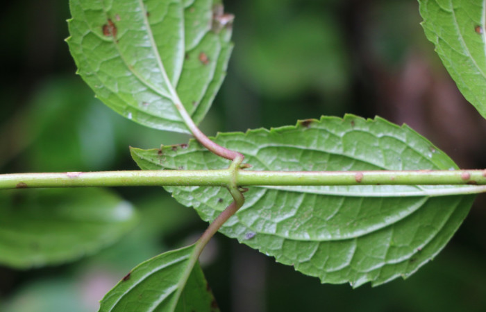 Figura. 3 Posición hojas , <i>Heterocondylus Vitalbae</i>, (Asteraceae). Area de Conservación Guanacaste, Sector Rincón Rain Forest, Cafecito, (elevación 410 metros), colectada el 6 de junio 2022. Foto, Jorge Hernández.