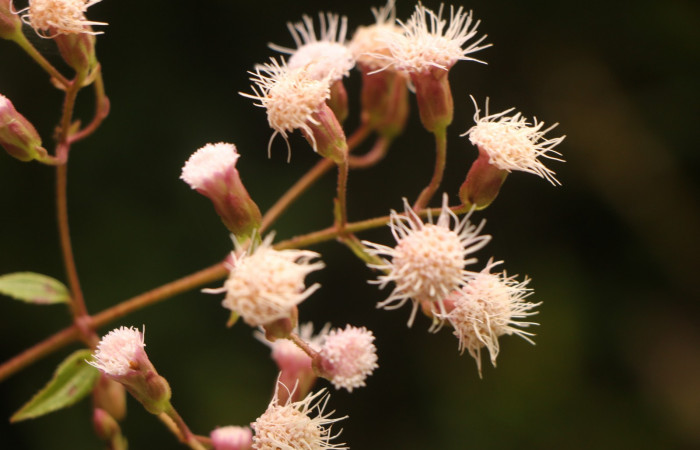 Figura. 7 Flores en racimo, <i>Heterocondylus Vitalbae</i>, (Asteraceae). Area de Conservación Guanacaste, Sector Rincón Rain Forest, Cafecito, (elevación 410 metros), colectada el 6 de junio 2022. Foto, Jorge Hernández.