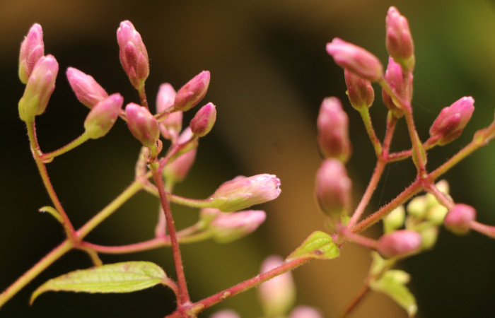 Figura. 8 Botones, <i>Heterocondylus Vitalbae</i>, (Asteraceae). Area de Conservación Guanacaste, Sector Rincón Rain Forest, Cafecito, (elevación 410 metros), colectada el 6 de junio 2022. Foto, Jorge Hernández.
