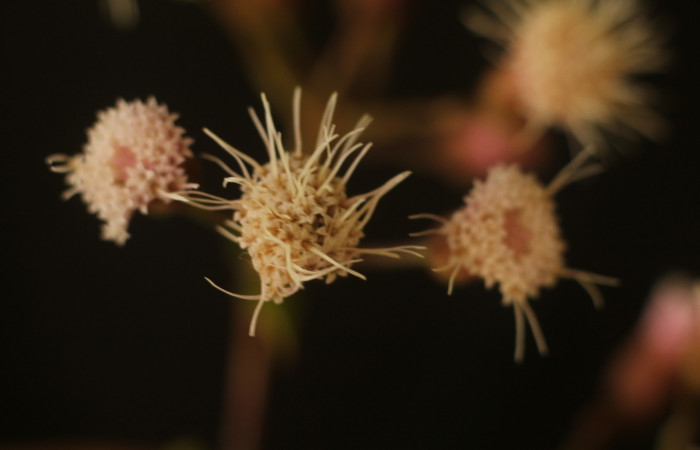 Figura. 9 Flores de frente, <i>Heterocondylus Vitalbae</i>, (Asteraceae). Area de Conservación Guanacaste, Sector Rincón Rain Forest, Cafecito, (elevación 410 metros), colectada el 6 de junio 2022. Foto, Jorge Hernández.