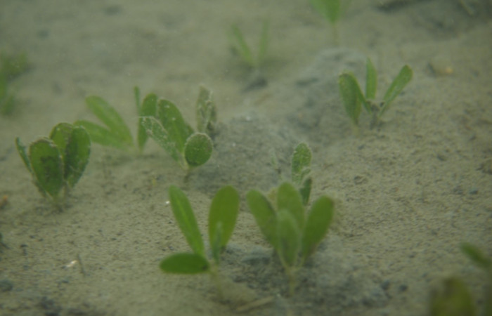 Foto: Jimena Samper-Villarreal 1