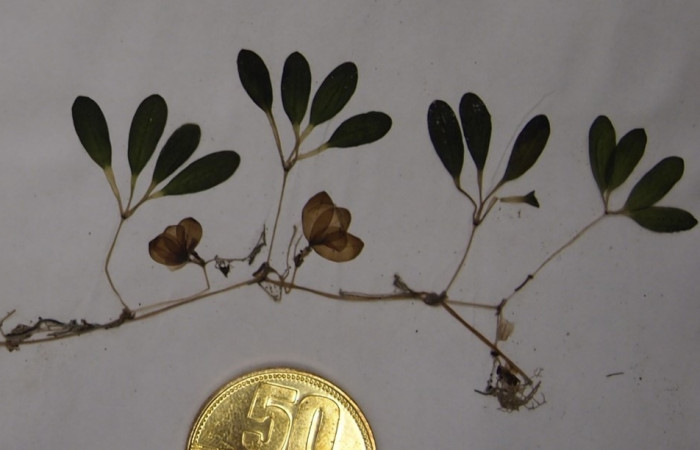 Foto: Jimena Samper-Villarreal 3