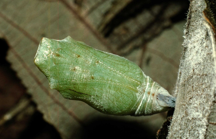 Fig. 11. Pupa de <i>Hypanartia godmanii</i> (Nymphalidae), sostenida del crémaster a hoja seca Area de Conservación Guanacaste, Sector Cacao, Sendero Derrumbe, elevación 1220mt. ( 02-SRNP-23207-DHJ70404.jpg).